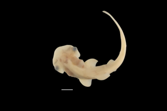 An image of an embryonic bonnethead shark.